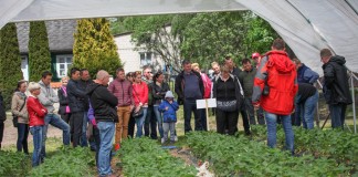 Wczesne truskawki w gotykach