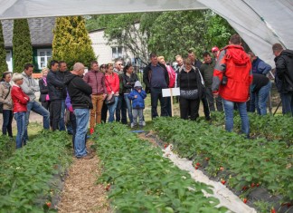 Wczesne truskawki w gotykach