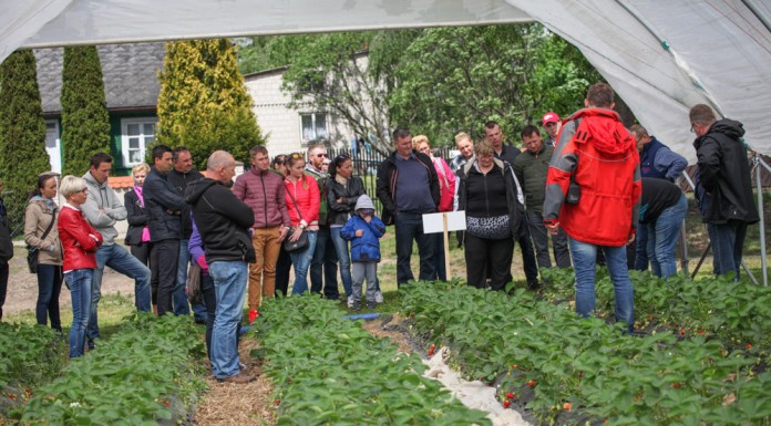 Wczesne truskawki w gotykach