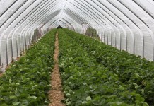 Tunele solowe dla truskawek