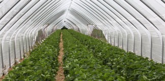 Tunele solowe dla truskawek