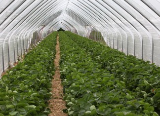 Tunele solowe dla truskawek