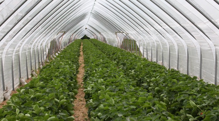 Tunele solowe dla truskawek