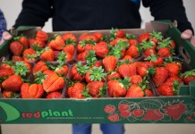 Truskawka Flair na kilka sposobów