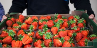 Truskawka Flair na kilka sposobów