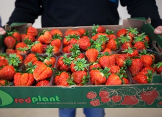 Truskawka Flair na kilka sposobów