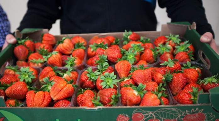 Truskawka Flair na kilka sposobów