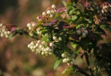 Komunikat jagodowy Agrosimex z dnia 16.05.2018 – zalecenia w drugiej połowie maja