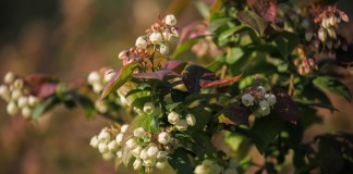 Komunikat jagodowy Agrosimex z dnia 16.05.2018 – zalecenia w drugiej połowie maja