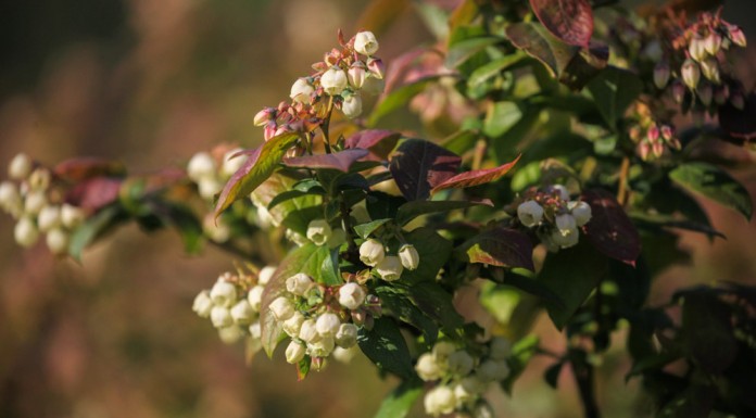 Komunikat jagodowy Agrosimex z dnia 16.05.2018 – zalecenia w drugiej połowie maja