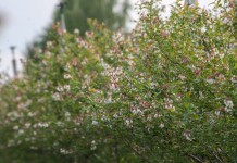 Borówka opóźniona już na starcie – raport z Polski