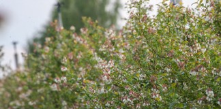 Borówka opóźniona już na starcie – raport z Polski