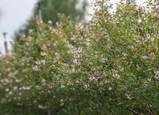 Borówka opóźniona już na starcie – raport z Polski