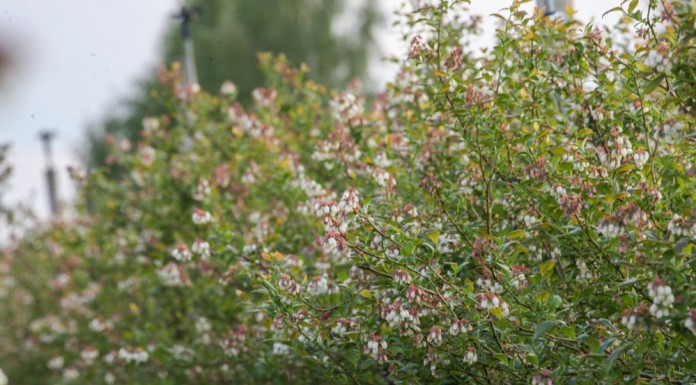 Borówka opóźniona już na starcie – raport z Polski