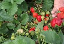 Dobra ochrona truskawek, szansą na wysokie plony