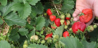 Dobra ochrona truskawek, szansą na wysokie plony