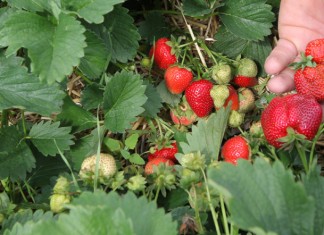 Dobra ochrona truskawek, szansą na wysokie plony