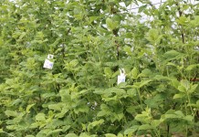 Ochrona biologiczna malin