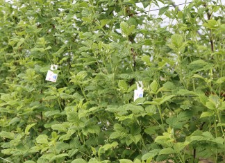 Ochrona biologiczna malin