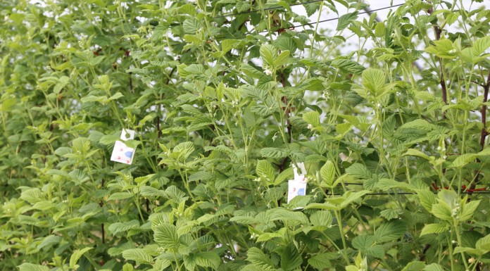 Zasady rozwieszania saszetek z dobroczynkami