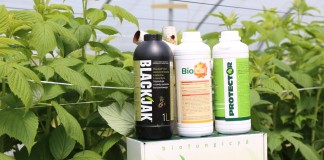 Wapń i leonardyt w uprawie malin