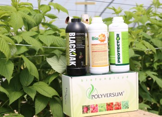 Wapń i leonardyt w uprawie malin