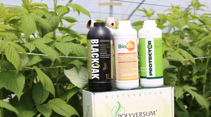 Wapń i leonardyt w uprawie malin