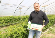 Ochrona malin biologiczno-chemiczna