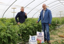 Nawożenie malin – ważne zasady