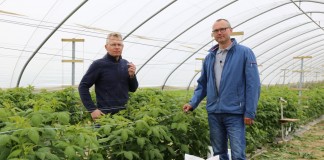 Nawożenie malin – ważne zasady