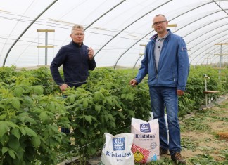 Nawożenie malin – ważne zasady