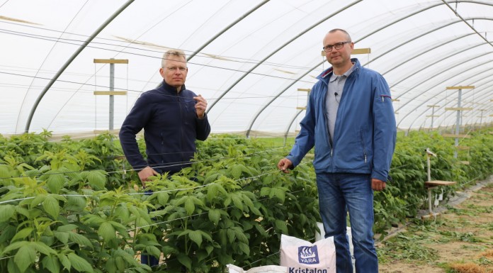 Nawożenie malin – ważne zasady