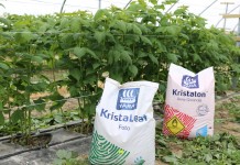 Fertygacja i dokarmianie dolistne malin przed kwitnieniem