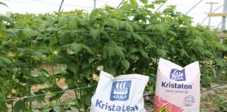 Fertygacja i dokarmianie dolistne malin przed kwitnieniem