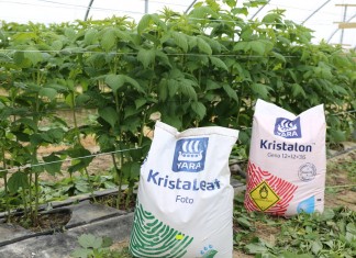 Fertygacja i dokarmianie dolistne malin przed kwitnieniem