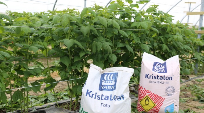 Fertygacja i dokarmianie dolistne malin przed kwitnieniem