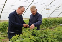 Zwalczanie szkodników na malinach przed kwitnieniem