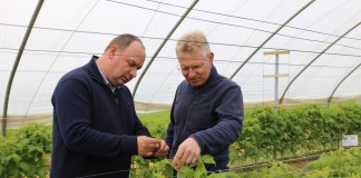 Zwalczanie szkodników na malinach przed kwitnieniem