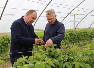 Zwalczanie szkodników na malinach przed kwitnieniem