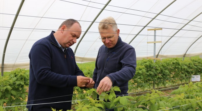 Zwalczanie szkodników na malinach przed kwitnieniem
