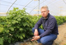 Regulacja liczby pędów w uprawie malin owocujących na tegorocznych pędach