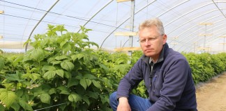 Regulacja liczby pędów w uprawie malin owocujących na tegorocznych pędach