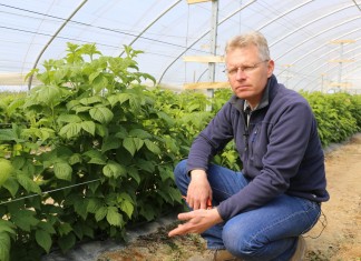 Regulacja liczby pędów w uprawie malin owocujących na tegorocznych pędach