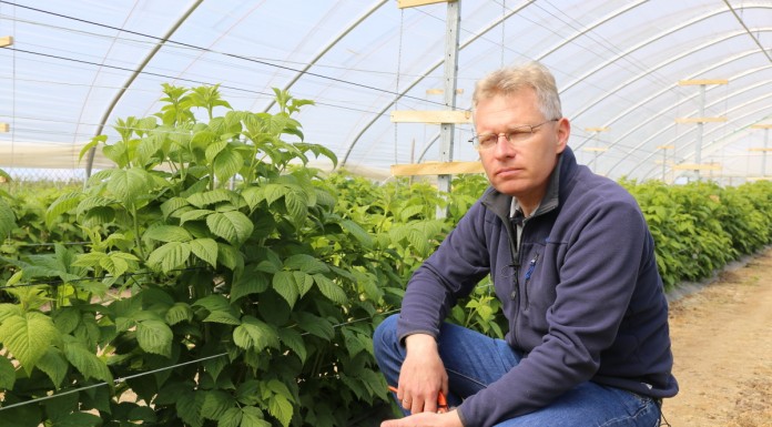 Regulacja liczby pędów w uprawie malin owocujących na tegorocznych pędach