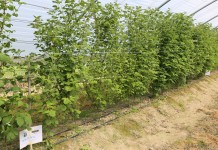 Ocena przezimowania malin letnich i zalecenia dotyczące ich nawożenia