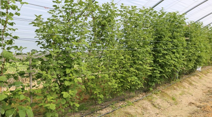 Ocena przezimowania malin letnich i zalecenia dotyczące ich nawożenia