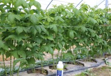 Stymulacja rozwoju systemu korzeniowego