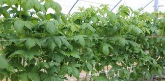 Stymulacja rozwoju systemu korzeniowego