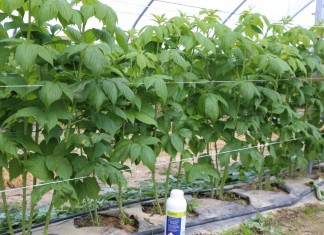 Stymulacja rozwoju systemu korzeniowego