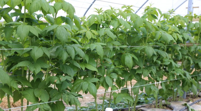 Stymulacja rozwoju systemu korzeniowego